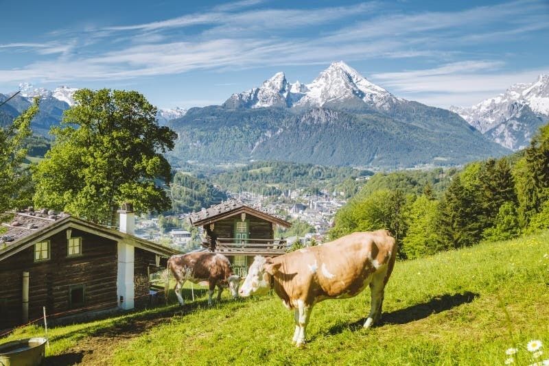 Vaches dans un alpage face aux chalets et aux sommets alpins